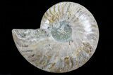 Polished Ammonite Fossil (Half) - Agatized #72950-1